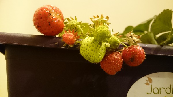 20141203_floraled_fraises2