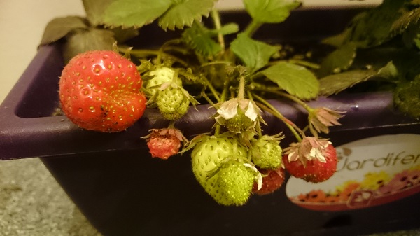 20141203_floraled_fraises3