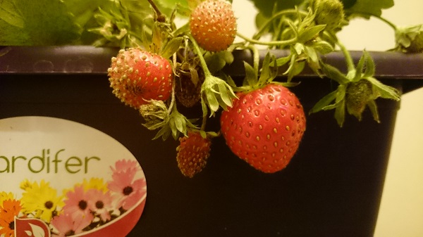 20141203_floraled_fraises4