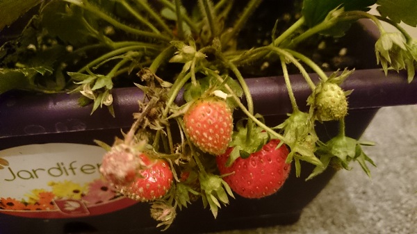 20141203_floraled_fraises5