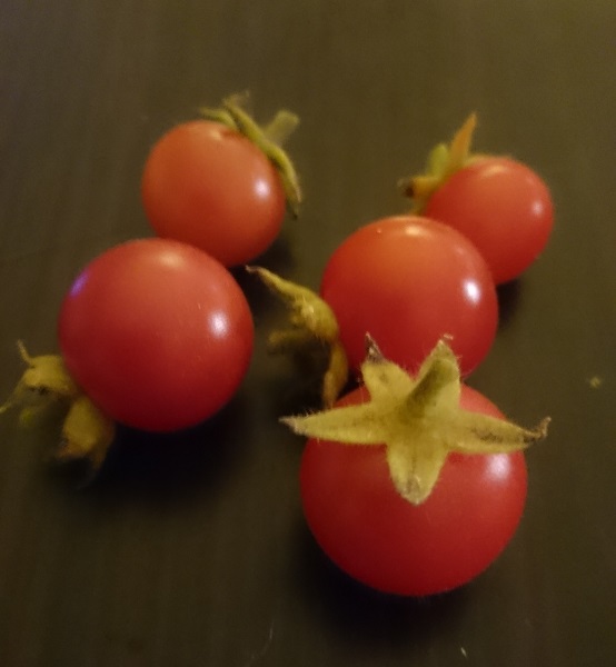Floraled_recolte_tomates