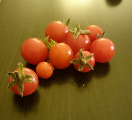 Prakasa_recolte_tomates