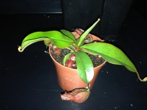 Pink_paradise_nepenthes