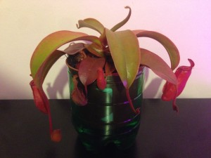 HansPanel_20160201_Nepenthes
