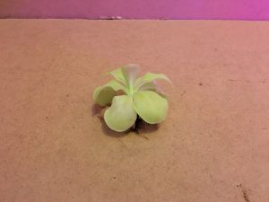 boutures_prejuges_pinguicula