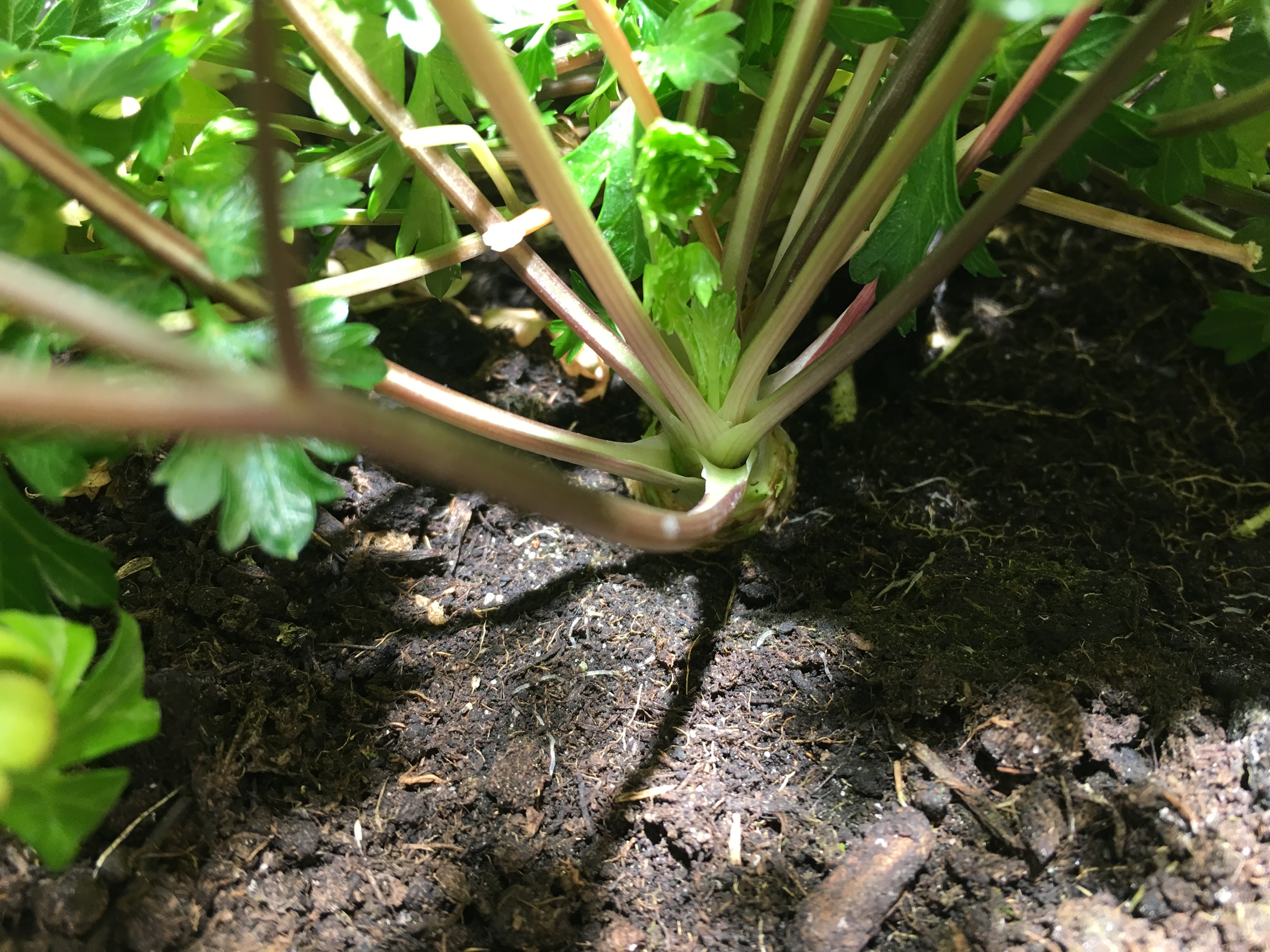 Cette lampe a sauvé mes plantes ! : cet éclairage horticole est le gadget  préféré des amoureux des plantes